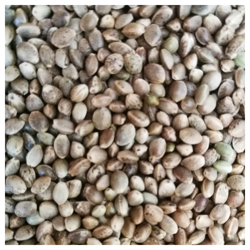 Kanapių sėklos aliejui ir žvejybai